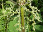 Ortie dioïque ou Ortie commune (Urtica dioica) -Tige et fleurs femelles-