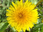 Pissenlit (Taraxacum) en fleur photographi� � Arpajon Bords de la R�marde (91)