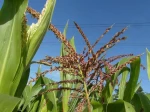 Ma�s (Zea mays), ou bl� d�Inde -en fleurs- 