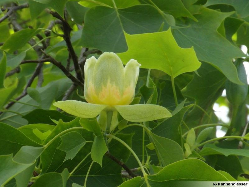 Tulipier de Virginie, Arbre aux lis, Liriodendron tulipifera planter — free download