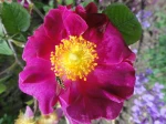 Rosier rugueux ou Rosier du Japon (Rosa rugosa) et Syrphe ceintur� photographi�s � de Paris Jardin des Tuileries