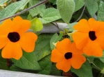 Suzanne-aux-yeux-noirs (Thunbergia alata)