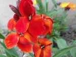 Girofl�e des murailles (Erysimum cheiri) ou Violier jaune ou Ravenelle 