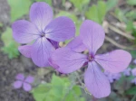 Lunaire ou Monnaie-du-Pape (Lunaria annua) -D�tail des fleurs-