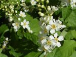 Amélanchier bartramiana -Détail des fleurs et des feuilles- de Brétigny-sur-Orge (91) Amélanchier bartramiana -Détail des fleurs et des feuilles- de Brétigny-sur-Orge (91)