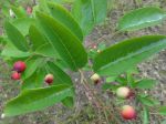 Amélanchier à feuilles ovales (Amelanchier ovalis) -Feuilles et fruits- d'Arpajon- Parc de la La Prairie Amélanchier à feuilles ovales (Amelanchier ovalis) -Feuilles et fruits- d'Arpajon- Parc de la La Prairie