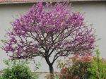 Arbre de Judée (Cercis siliquastrum) au printemps Arbre de Judée (Cercis siliquastrum) au printemps