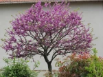 Arbre de Jud�e (Cercis siliquastrum) au printemps