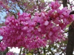 Arbre de Jud�e (Cercis siliquastrum) -d�tail des fleurs- 