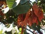 Arbre de Jud�e (Cercis siliquastrum) -Feuilles et fruits (gousses rouge�tres)- photographi� � Marseille 10�me