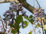 Paulownia tomentosa -Fleurs et feuilles- au printemps