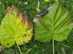 Paulownia tomentosa -Feuilles de dimensions impressionnantes en automne-