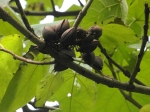 Paulownia (Paulownia tomentosa) -Fruits (capsules en voie d'ouverture qui restent sur les branches jusqu'à l'année suivante) et feuilles-