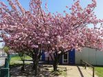 Cerisier du Japon (Prunus serrulata) au printemps Cerisier du Japon (Prunus serrulata) au printemps