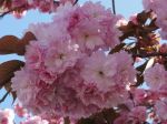 Cerisier du Japon (Prunus serrulata) -fleurs en grappe au printemps- Cerisier du Japon (Prunus serrulata) -fleurs en grappe au printemps-