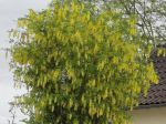 Cytise faux-ébénier ou Cytise à grappes (Laburnum anagyroides) en fleurs Cytise faux-ébénier ou Cytise à grappes (Laburnum anagyroides) en fleurs