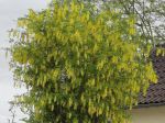 Cytise faux-bnier ou Cytise  grappes (Laburnum anagyroides) en fleurs