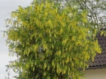 Cytise faux-�b�nier ou Cytise � grappes (Laburnum anagyroides) en fleurs