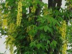 Cytise faux-ébénier ou Cytise à grappes (Laburnum anagyroides) -Feuilles et fleurs- Cytise faux-ébénier ou Cytise à grappes (Laburnum anagyroides) -Feuilles et fleurs-