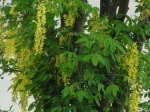 Cytise faux-�b�nier ou Cytise � grappes (Laburnum anagyroides) -Feuilles et fleurs-