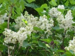 Lilas blanc (Syringa vulgaris) des bords de l'Orge (91)