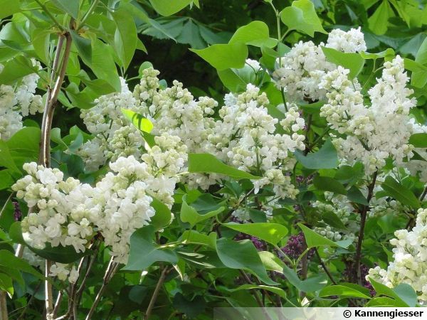 Lilas commun, Syringa vulgaris : planter, cultiver, multiplier