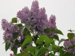 Lilas rose (Syringa)