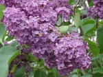 Lilas violet (Syringa vulgaris) -d�tail des fleurs-