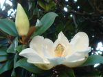 Magnolia grandiflora -Fleurs et bouton floral- Magnolia grandiflora -Fleurs et bouton floral-