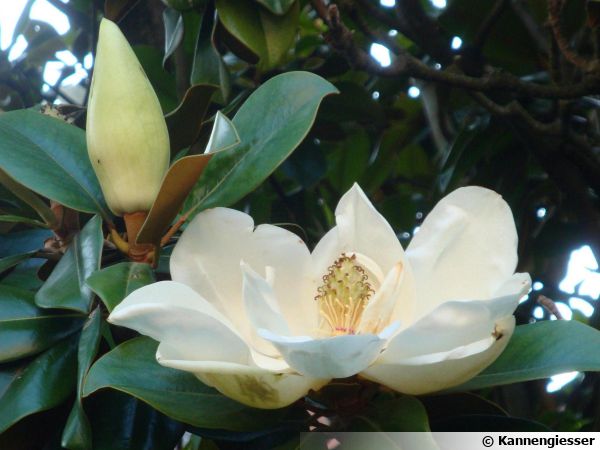Magnolia d'été, Magnolia à grandes fleurs, Magnolia grandiflora : planter,  cultiver, multiplier