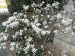 Magnolia étoilé (Magnolia stellata)