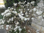 Magnolia �toil� (Magnolia stellata)