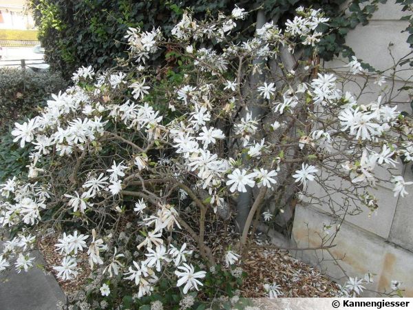 Magnolia étoilé, Magnolia stellata : planter, cultiver, multiplier