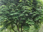 Marronnier d'Inde (Aesculus hippocastanum)