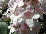 Kolkwitzia amabilis -Détail des fleurs- Kolkwitzia amabilis -Détail des fleurs-