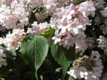 Kolkwitzia amabilis -Fleurs et feuilles- Kolkwitzia amabilis -Fleurs et feuilles-