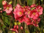 Cognassier du Japon (Chaenomeles japonica) -Détail des fleurs-
