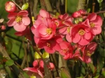 Cognassier du Japon (Chaenomeles japonica) -D�tail des fleurs-