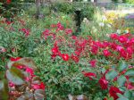 Eglantiers roses (Rosa canina) d'Arpajon