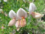 Genêt 'Zeelandia' (Cytisus Zeelandia) -Aspect des fleurs- photographié à Vincennes (94)