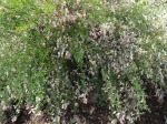 Gen�t 'Zeelandia' (Cytisus Zeelandia) photographi� �  Vincennes (94)