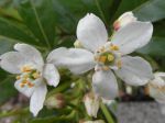 Oranger du Mexique (Choisya ternata) - Détail des fleurs - Oranger du Mexique (Choisya ternata) - Détail des fleurs -