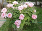 Pivoine arbustive rose (Paeonia suffruticosa)