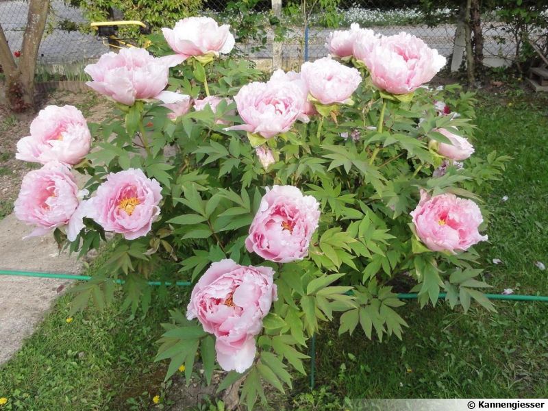 Pivoine arbustive, Pivoine en arbre, Paeonia x suffruticosa planter, cultiver, multiplier