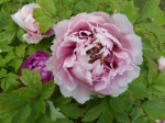 Pivoine arbustive rose (Paeonia suffruticosa) -Fleur et feuilles-