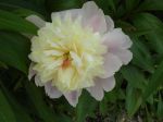 Pivoine arbustive bicolore rose et jaune pastel (Paeonia suffruticosa)