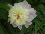 Pivoine arbustive bicolore rose et jaune pastel (Paeonia suffruticosa)