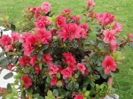 Rhododendron hybride 'Anna Rose Whitney' photographié à Tournan-en-Brie (77)