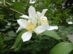 Seringat ou Jasmin des poètes (Philadelphe coronarius) -Fleurs et feuilles- photographié à Vincennes (94) Seringat ou Jasmin des poètes (Philadelphe coronarius) -Fleurs et feuilles- photographié à Vincennes (94)