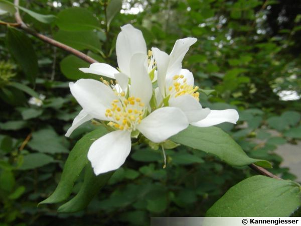 Seringat Jasmin Des Poetes Philadelphus Planter Cultiver Multiplier